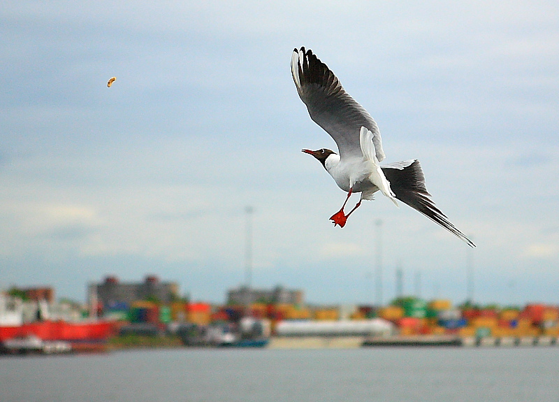 photo "***" tags: nature, wild animals