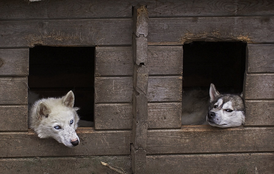 photo "***" tags: nature, pets/farm animals