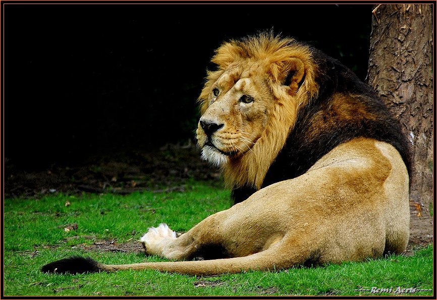 photo "lion king" tags: nature, reporting, wild animals