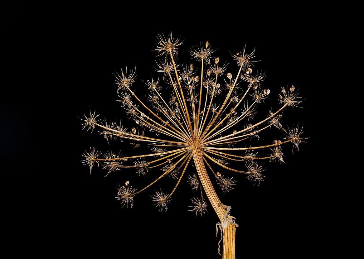 photo "Queen Anne's Lace" tags: landscape, nature, flowers, night
