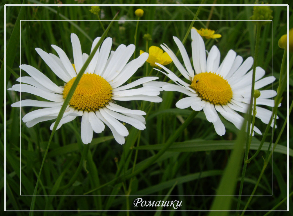 photo "***" tags: nature, flowers