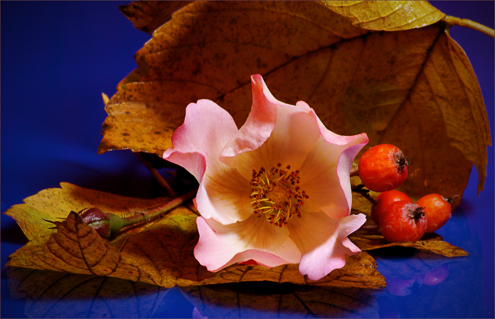 photo "Has bloomed wild rose at November..." tags: nature, macro and close-up, flowers