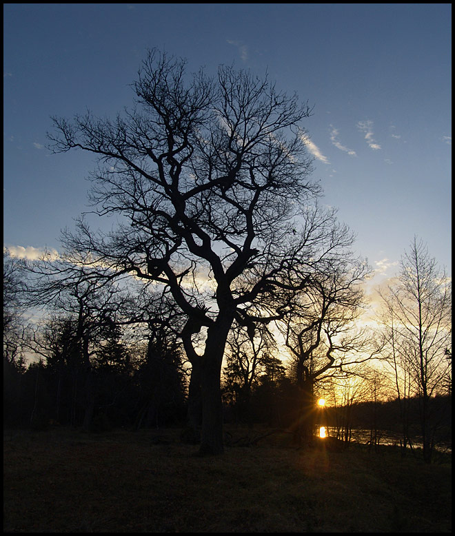 photo "November morning silhouete" tags: landscape, autumn, sunset