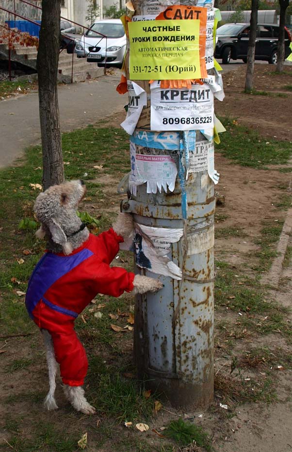 фото "Финансовый кризис добрался..." метки: юмор, природа, домашние животные