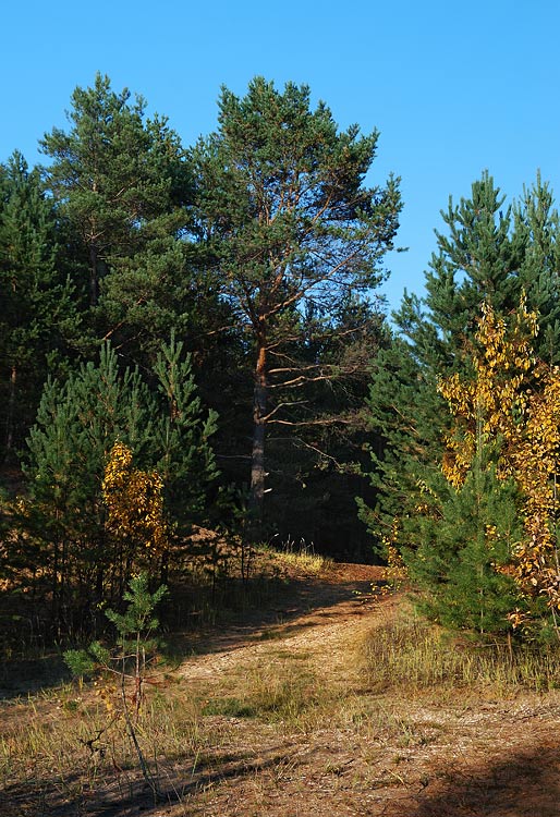 photo "***" tags: landscape, autumn