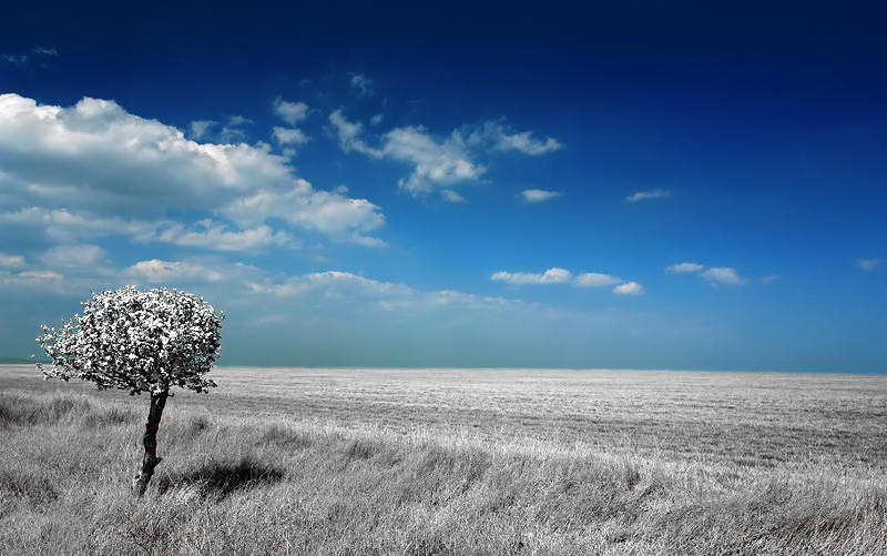 photo "***" tags: landscape, clouds, forest