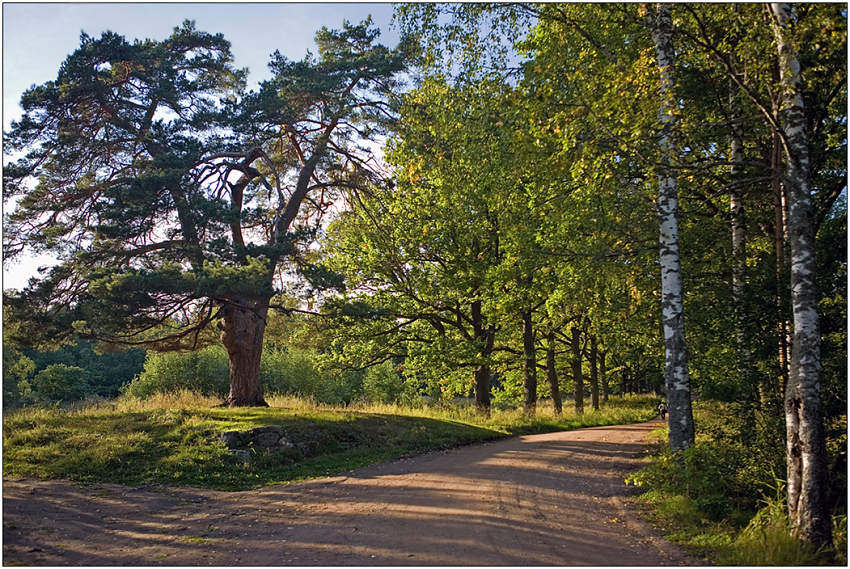 фото "Реликтовая сосна" метки: пейзаж, лес, лето