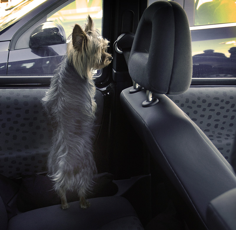 photo "MADAM PET" tags: humor, city, 