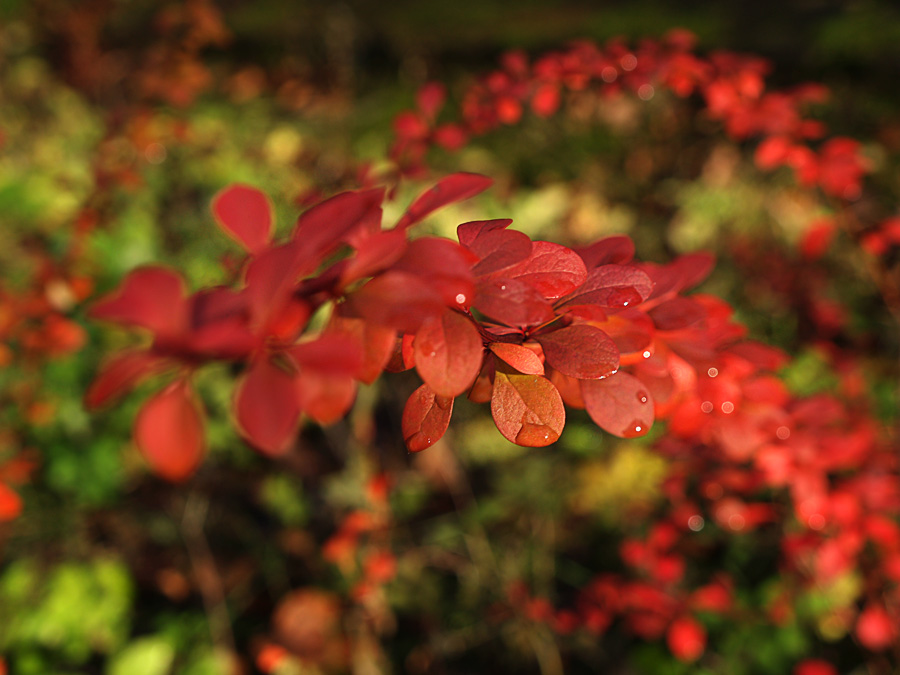 photo "***" tags: landscape, abstract, autumn