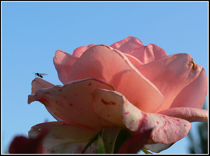 photo "The control tower.." tags: nature, flowers