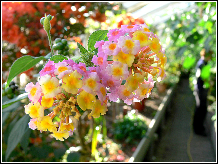 photo "The Gardener" tags: nature, flowers