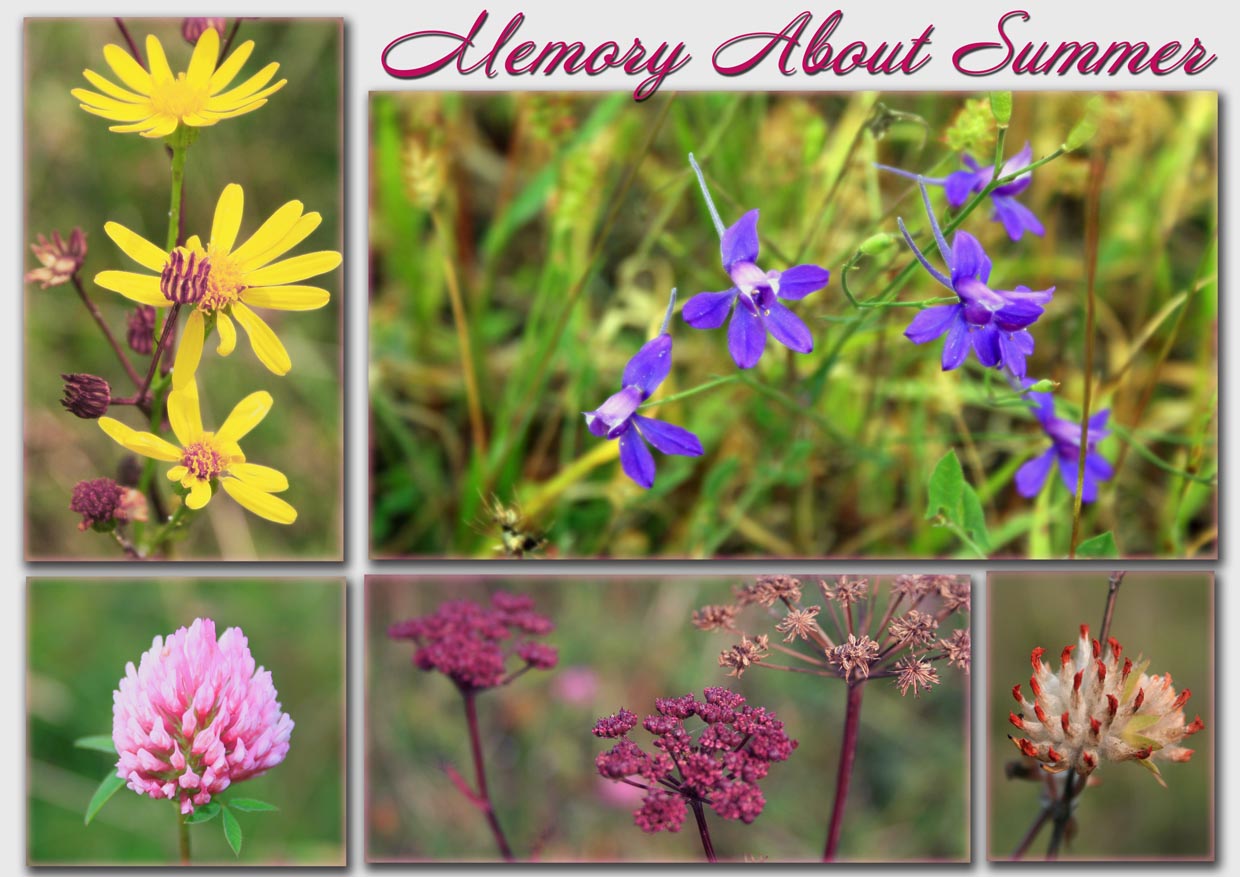 photo "memory about summer" tags: nature, flowers