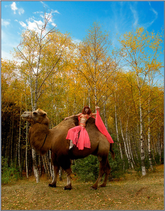 photo "On birch to grove on camel :)" tags: landscape, humor, autumn