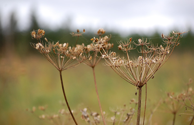 photo "***" tags: landscape, nature, autumn, flowers