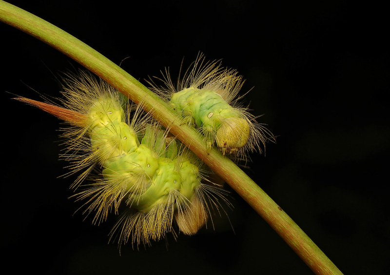 photo "Twist" tags: nature, macro and close-up, insect