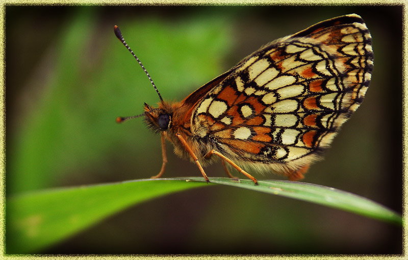 photo "***" tags: nature, macro and close-up, 