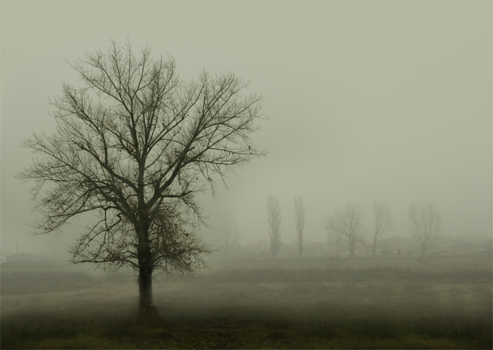 photo "Foggy" tags: landscape, autumn