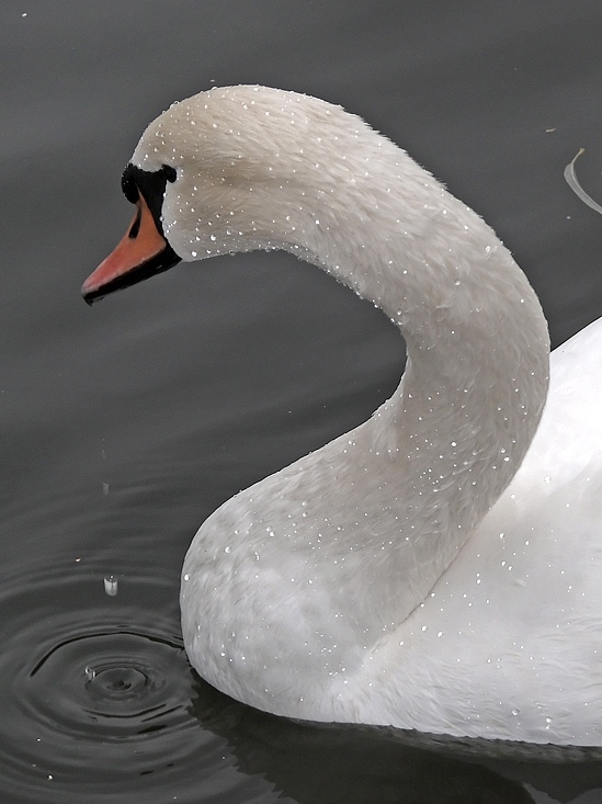 photo "***" tags: nature, wild animals