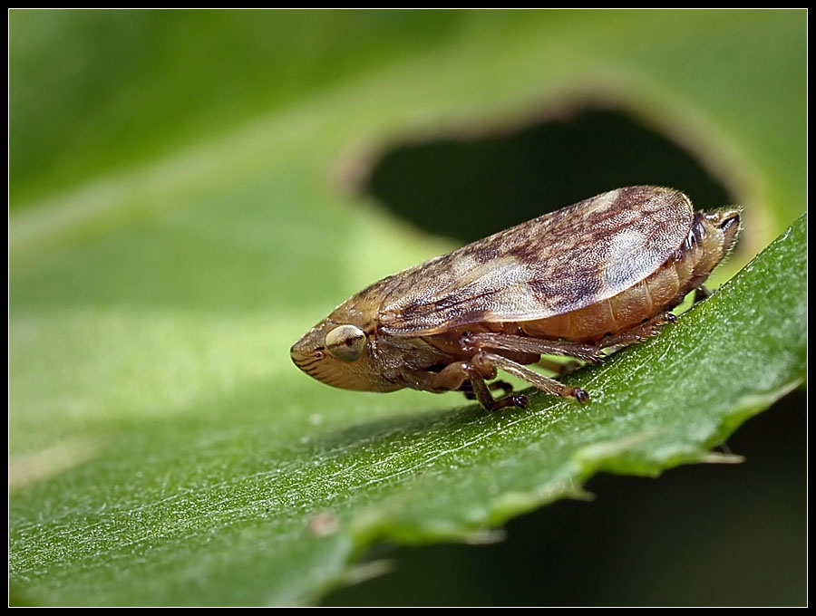 фото "Пенница перед прыжком" метки: природа, макро и крупный план, насекомое