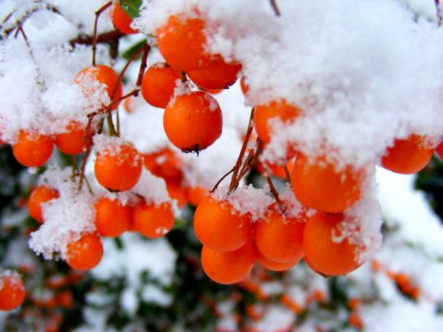 photo "Winter." tags: nature, 