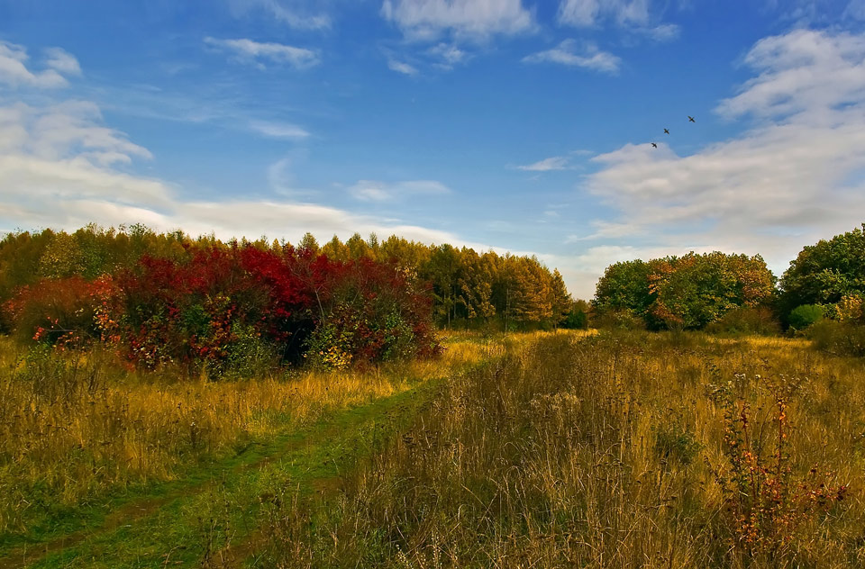 photo "***" tags: landscape, autumn, forest