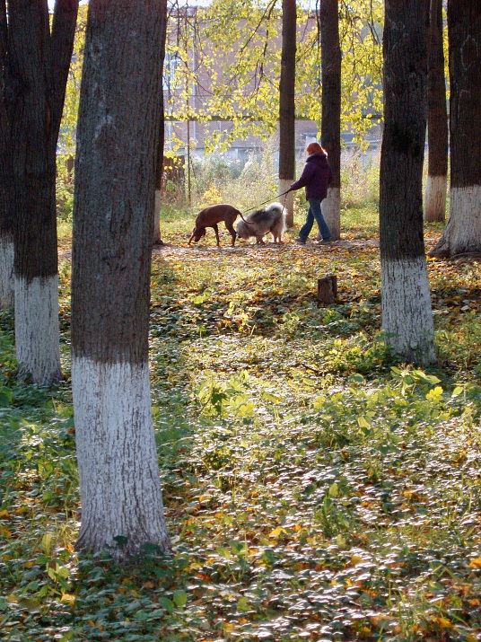 photo "***" tags: landscape, genre, autumn