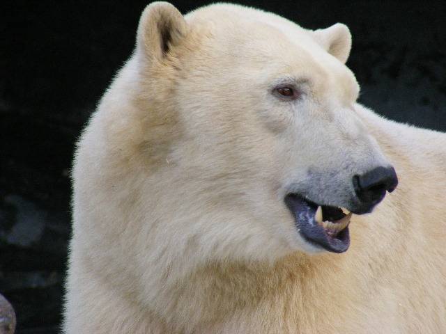 photo "Polar bear." tags: nature, wild animals