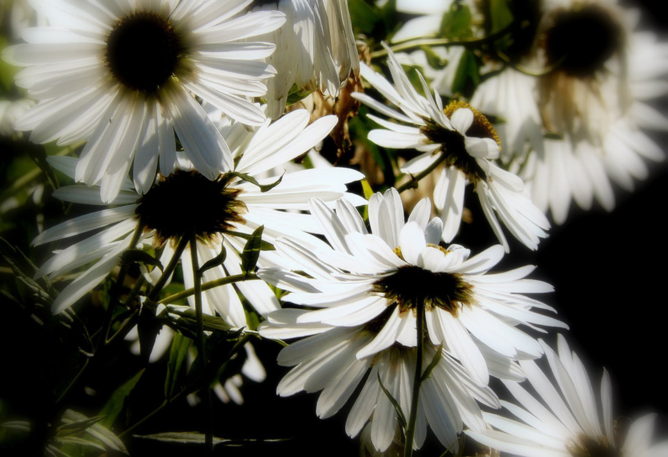 photo "Children of Sun" tags: nature, macro and close-up, flowers