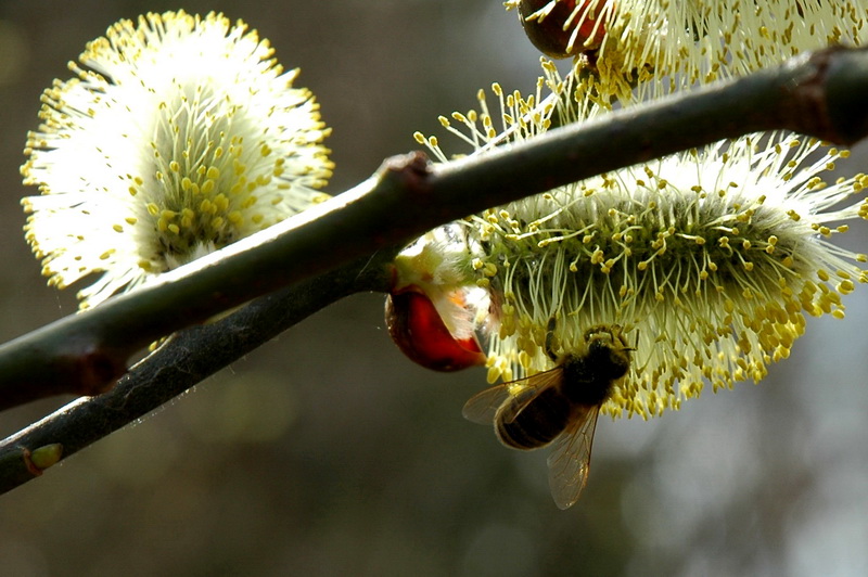 photo "BEE" tags: nature, insect, wild animals