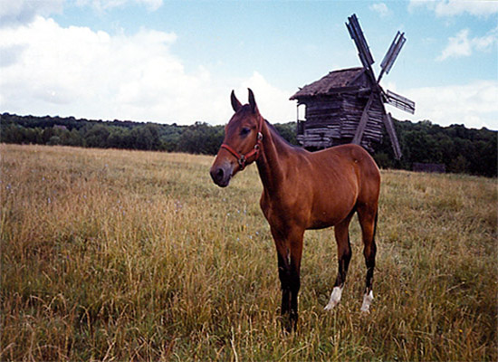 photo "***" tags: nature, landscape, pets/farm animals, summer