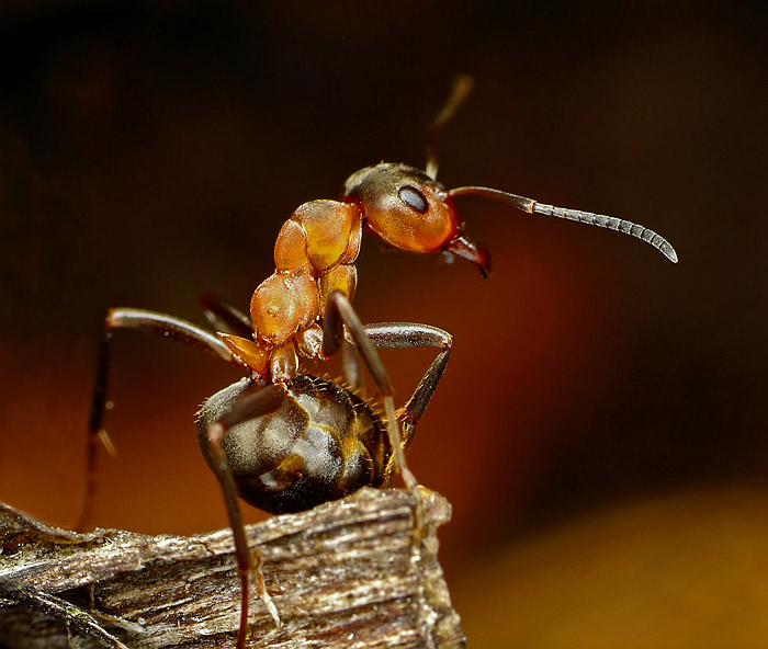 photo "Tired" tags: nature, macro and close-up, insect