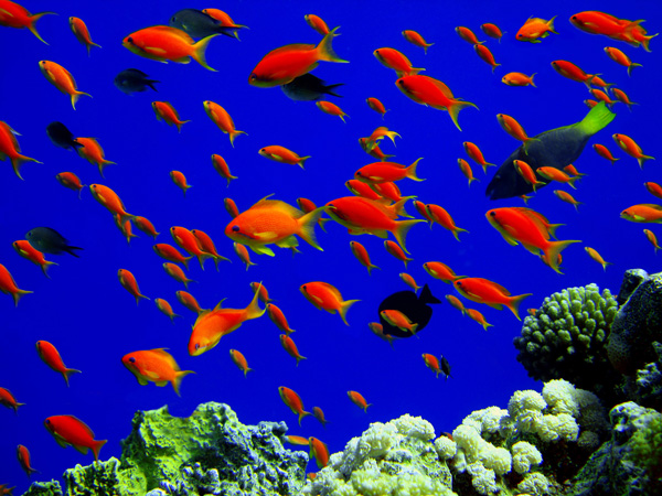 photo "***" tags: underwater, nature, 