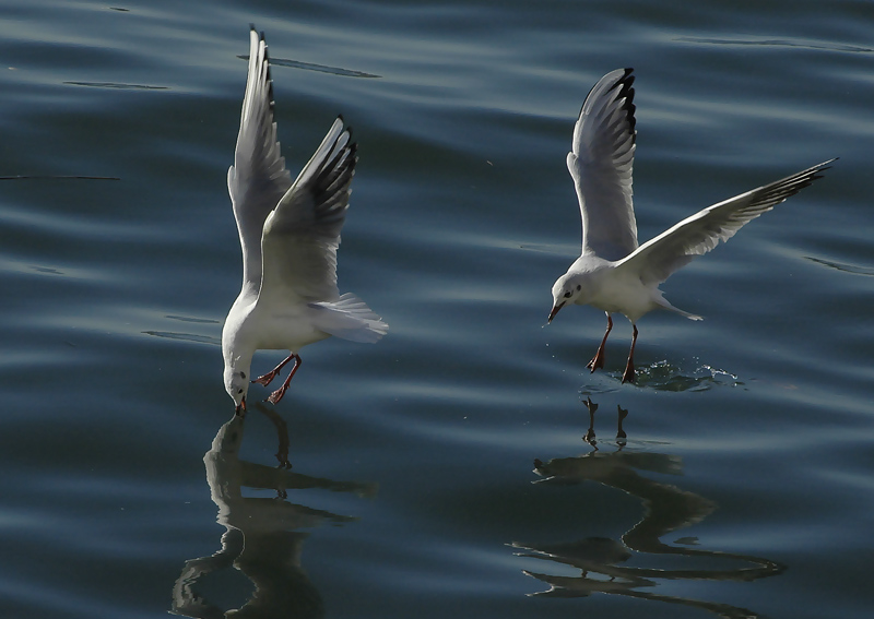 фото "GULLS" метки: пейзаж, природа, вода, дикие животные