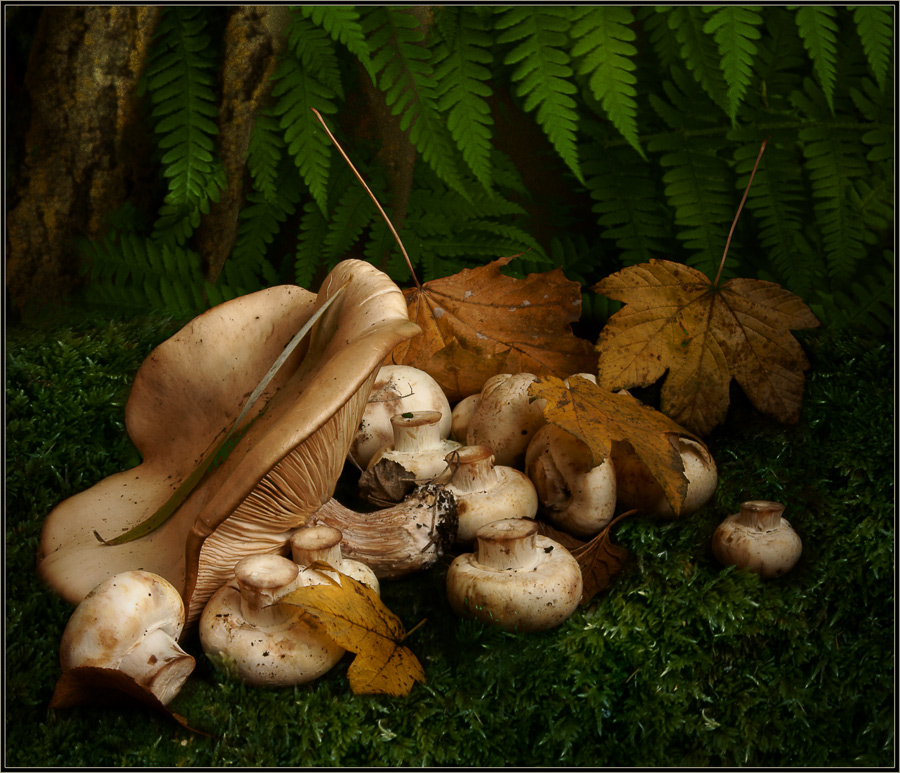 photo "In continuation of the mushroom subject :)" tags: still life, montage, 