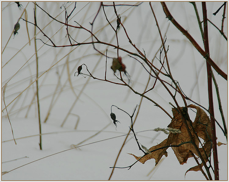 photo "The schedule of the sadness" tags: landscape, nature, flowers, winter