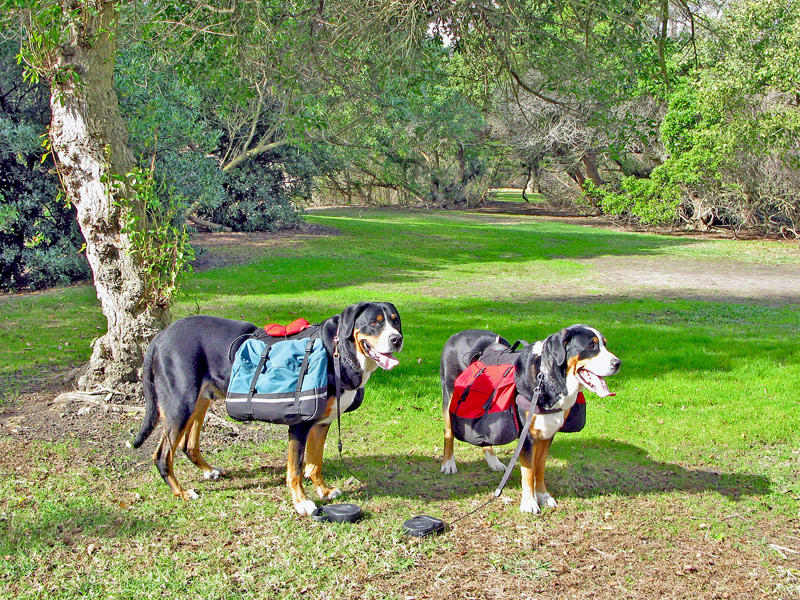 фото "Mountain Rescue Dogs" метки: природа, домашние животные