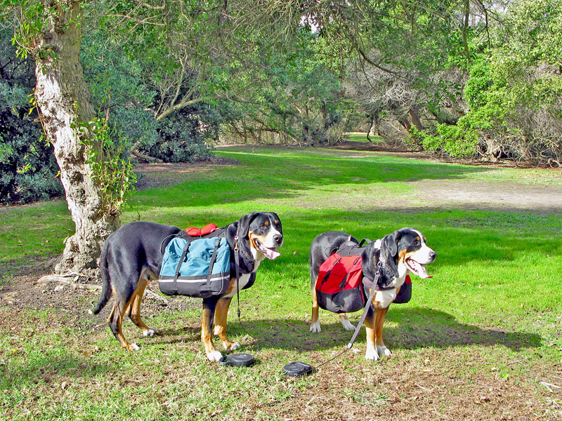 photo "Mountain Rescue Dogs" tags: nature, pets/farm animals