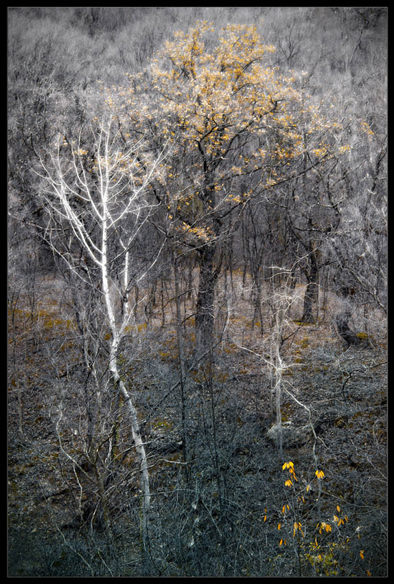 фото "Ноябрь. Демерджи" метки: пейзаж, лес