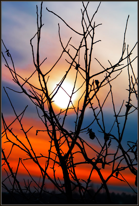 photo "Behind bars..." tags: misc., 