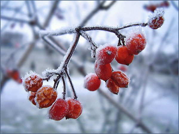 фото "Осенний десерт" метки: природа, цветы