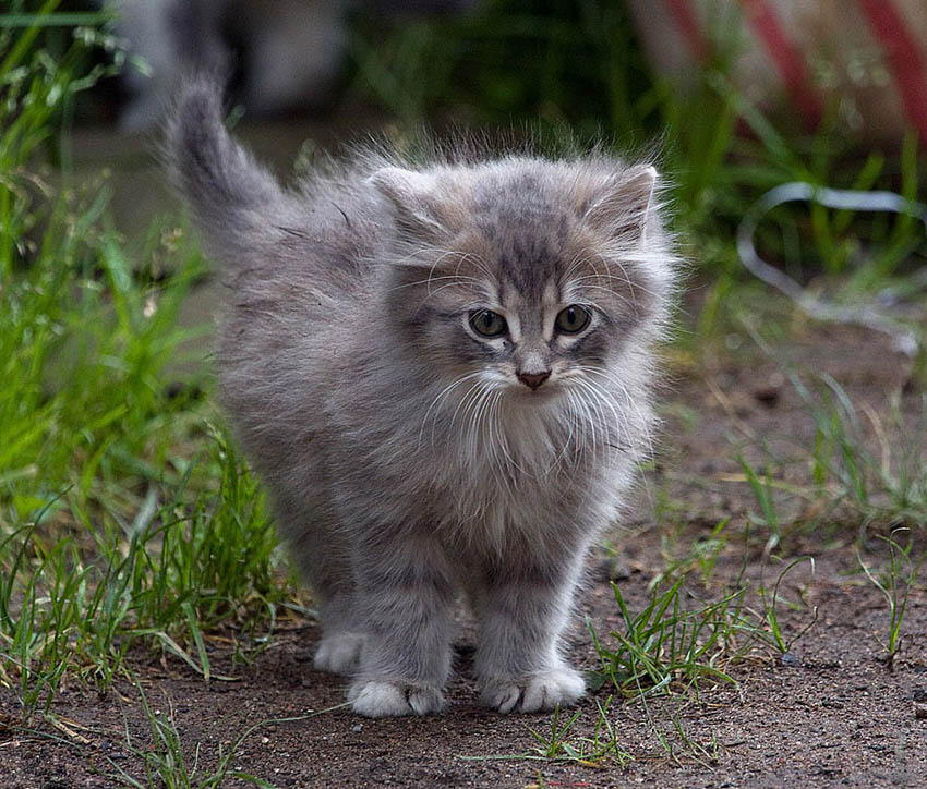 фото "Котёнок ГАВ" метки: природа, домашние животные