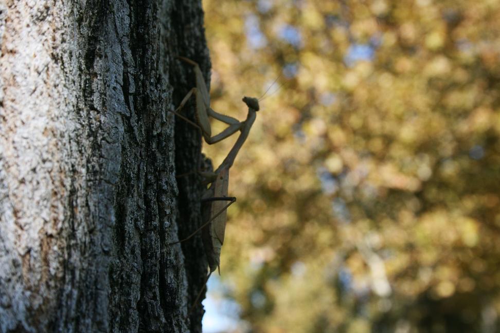 photo "In hiding" tags: nature, landscape, forest, insect