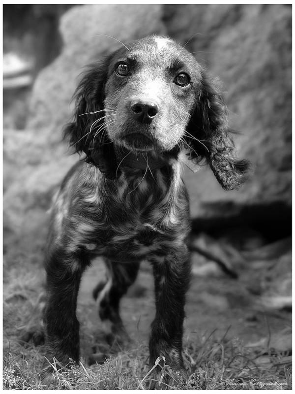 photo "***" tags: nature, black&white, pets/farm animals