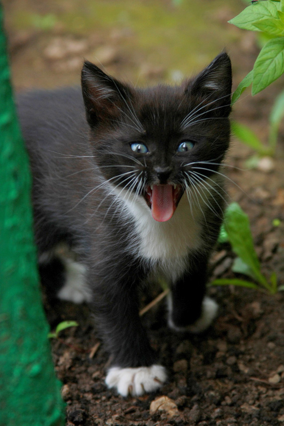 фото "Сводный брат котёнка ГАВ" метки: природа, домашние животные