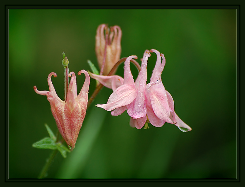 photo "***" tags: nature, flowers