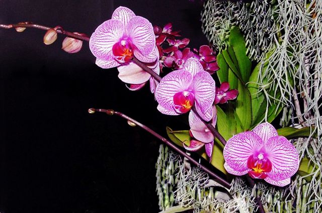 фото "Doritonopsis Happy Strike" метки: природа, цветы