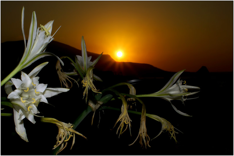 photo "***" tags: landscape, nature, flowers, sunset