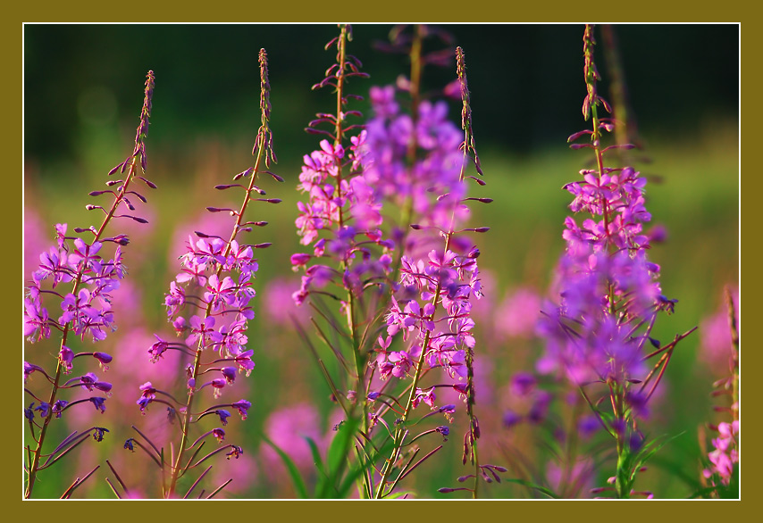 photo "***" tags: nature, flowers