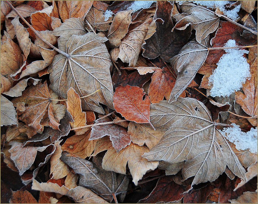 photo "Fallen foliage" tags: nature, abstract, flowers