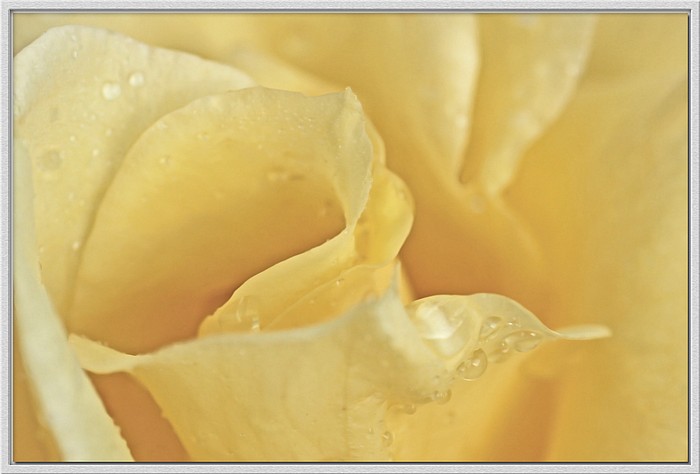 photo "Butterscotch" tags: nature, macro and close-up, flowers